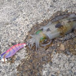 エギング秋シーズン開幕！